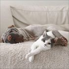 Auf einem Sofa liegt ein Hund in der Nähe einer Katze. Beide sehen entspannt und gemütlich aus.