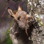 Zwei Esel mit weichem, braunem Fell stehen friedlich nebeneinander; im Hintergrund unscharf Bäume erkennbar.