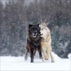 Ein Wolf liegt entspannt auf einem Felsen, umgeben von Seetang, und schaut aufmerksam in die Ferne.