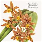 "Cymbidium giganteum, Fam. Orchidaceae." Mehrere gelb-braun gestreifte Orchideenblüten mit großen grünen Blättern.