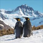 Zwei Kaiserpinguine stehen auf Schnee, im Hintergrund ein majestätischer, schneebedeckter Berg unter klarem Himmel.