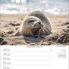 Kalenderseite Januar, Wochentage nummeriert. Yawnende Robbe im Sand mit Meer im Hintergrund.