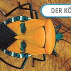 Text: "DER KÖRPER". Eine Käferillustration mit orange-türkisen Mustern auf einem braunen Blatt.