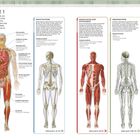 KÖRPERSYSTEME 1: Erläuterungen zu verschiedenen Körpersystemen und deren Funktionen, inklusive detaillierter Illustrationen des Skeletts, der Muskeln, des Nervensystems und der Atmungsorgane.