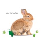 Auf weißem Hintergrund steht der Text "das Kaninchen" neben einem sitzenden Kaninchen mit Grasbüscheln.