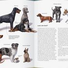 Zucht und Ordnung. Liebe oder Qual? Von Natur aus hat der Dobermann hängende Ohren und einen langen Schwanz. Verschiedene Hunderassen sind abgebildet.
