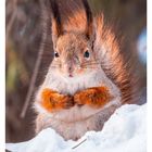 01 JANUAR; Mo 04, Di 05, Mi 06, Do 07, Fr 08, Sa 09, So 10; Ein Eichhörnchen im Schnee sitzt mit gefaltetem Fell.