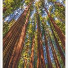 Zitat: "Regungslos war ich, Baum mitten im Wald / Und wusste die Wahrheit nie gesehener Dinge." Ezra Pound. Kalender für Februar 2027.