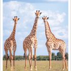 Monat Februar 2027. Drei Giraffen stehen auf einer Wiese unter einem blauen, leicht bewölkten Himmel.