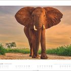 FEBRUAR. Ein afrikanischer Elefant steht auf einem Weg, umgeben von grüner Vegetation, mit orangefarbenem Himmel im Hintergrund.