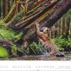 Sibirischer Tiger im Wasser vor einem umgestürzten Baumstamm. Kalenderseite mit Zahlen und Datumsangaben für den Monat Februar.