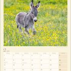 Kalendermonat Februar 2027. Bild eines jungen Esels in einer gelben Blumenwiese.