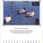 Februar, Der Hundertjährige prophezeit. Enten schwimmen auf einem blauen Teich. Kalenderdaten unten.