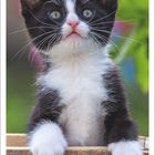 Februar 2027, Wochentage und Daten unter einem Bild eines jungen schwarz-weißen Kätzchens mit großen Augen.