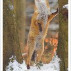 Kalenderblatt mit Monat Februar 2027. Ein Fuchs steht zwischen schneebedeckten Bäumen und blickt nach oben.