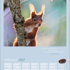 Spruch von Alexandre Dumas, Kalenderblatt Februar 2027, Bild eines roten Eichhörnchens an einem Baumstamm.