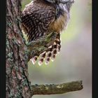 Februar-Kalender mit einer Eule auf einem Ast. Darunter sind die Wochentage und Daten.