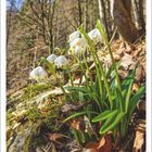 Kalenderblatt Februar 2027, zeigt Frühlingsblumen im Wald: weiße Blüten mit gelben Punkten, umgeben von trockenem Laub.