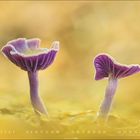 Kalenderseite mit violetten Pilzen auf gelbem Hintergrund. Unten sind die Zahlen 1 bis 28 angeordnet, es ist der Monat Februar.