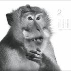 Zahl 2, Kalendertage 1-28, mit Notizen zu Rosenmontag, Fastnacht, Valentinstag. Schwarz-Weiß-Foto eines Affen.
