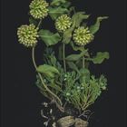 "2" unten links. Pflanzendarstellung mit grünen Blüten und Blättern auf schwarzem Hintergrund.