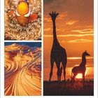 August. 31. Woche, 2. Mo, 3. Di, 4. Mi, 5. Do, 6. Fr, 7. Sa, 8. So. 

Clownfisch, Landschaft, Giraffen-Silhouetten in Sonnenuntergang.