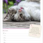 Zitat von W. L. George über Katzen. Monatskalender für Mai/Juni. Katze liegt entspannt auf dem Rücken.