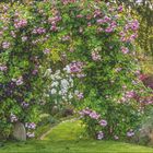 Kalender Mai, Text: "Ausgezeichnete Rose" beschreibt Kletterrose "Jasmina", blüht von Frühsommer bis Herbst, süßer Duft. Grünen Gartenhintergrund.