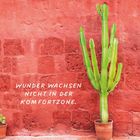 Text: "WUNDER WACHSEN NICHT IN DER KOMFORTZONE." Eine grüne Kaktee in einem Topf vor einer roten Ziegelwand.