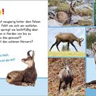 Links oben "Krah! Krah!" und darunter Text über Gämsen. Rechts sind Bilder von Gämsen in der Natur.