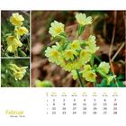 Kalenderseite Februar, gelbe Blüten im Hintergrund. Montag bis Sonntag sind abgekürzt und in einer Tabelle dargestellt.