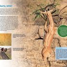 "Die Speisekarte, bitte!" Antilope steht auf Hinterbeinen, frisst Blätter eines Baumes. Textbox erklärt Verdauung von Antilopen.