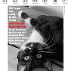 Text: "Still liegen und wenig denken ist das wohlfeilste Arzneimittel..." Ein Kalender zeigt eine schwarz-weiße Katze.