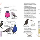 "WER IST WER? PARADIESGANS. Tadorna variegata. Wer ist der oder die Schönste im ganzen Land? Das tragen in dieser Saison ALLE." Illustrationen zeigen Vögel mit unterschiedlichen Gefiedern und Beschreibungen zu Geschlechtsdimorphismen und Farbvarianten bei Vögeln.