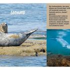 "Seehunde halten sich gerne auf Sandbänken auf und sonnen sich." Bilder von Seehunden auf Sandbänken und im Wasser.