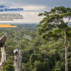 "Der Regenwald – eine lebendige Klimamaschine" über dichtem, weitreichendem Wald. Ein Vogel sitzt auf einem Baumstumpf.