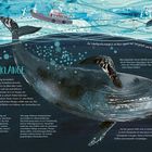 "MEERESKLÄNGE" und Texte über die Kommunikation und Lautstärke von Walen. Illustration von Walen und einem Schiff im Meer.