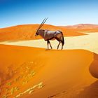 Ein Oryx geht über eine leuchtend orangefarbene Sanddüne in einer Wüstenlandschaft unter klarem, blauem Himmel.