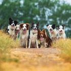 Sieben glückliche Hunde posieren auf einem Feldweg, umgeben von Gras und Bäumen im Hintergrund.