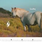 Text: "Lucky", "MÄRZ", mit Kalendertagen darunter. Ein weißes Pferd steht in einer Wiese mit drei weißen Vögeln.