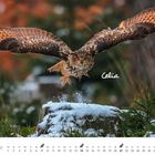 Text: Celia, Februar. Datumskalender mit Eulen-Symbolen. 

Eine Eule fliegt über verschneiten Baumstumpf.