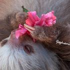 Text: "Stephanie". Ein Faultier hält eine pinke Blüte, liegt entspannt auf dem Rücken.