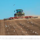 FEBRUAR, darunter ein Kalender. Ein Traktor pflügt ein Feld, umgeben von vielen fliegenden Vögeln.