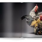 Eine Doppelseite eines Buches zeigt zwei Hühner, im Fokus mit detaillierter Federzeichnung.