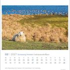 Kalender für Februar 2027. Ein Schaf sitzt auf einer Wiese, dahinter sind Gänse am Wasser.
