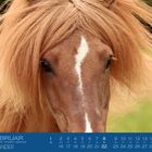 FEBRUAR, ISLÄNDER. Ein Pferd mit langen, hellbraunen Mähnen und einem weißen Streifen auf der Stirn.