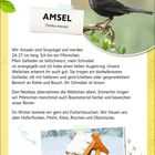 Gefunden! Amsel (Turdus merula). Wir Amseln sind Singvögel. Ein schwarzer Vogel sitzt auf einem Zweig.