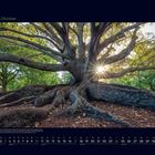 10 Oktober; Kalenderansicht. Ein imposanter Baum mit weit verstreuten Wurzeln, Sonnenstrahlen zwischen den Ästen.