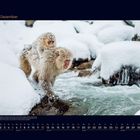 „12 Dezember“ und Kalendertage unten. Zwei Schneeaffen im Schnee an einem Fluss, von Schnee bedeckt.