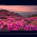 09 September. Eine blühende Landschaft mit rosa Blumen vor einem hügeligen, bewaldeten Hintergrund bei Sonnenuntergang.